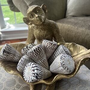 TWO’S Company Cone Seashell (Conus Litteratus)3”decorative beach accent fishtank